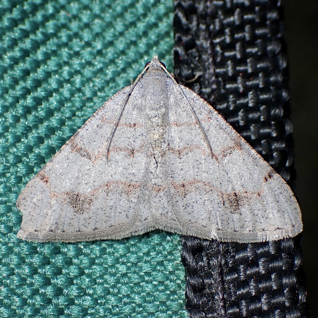 Digrammia yavapai, California species