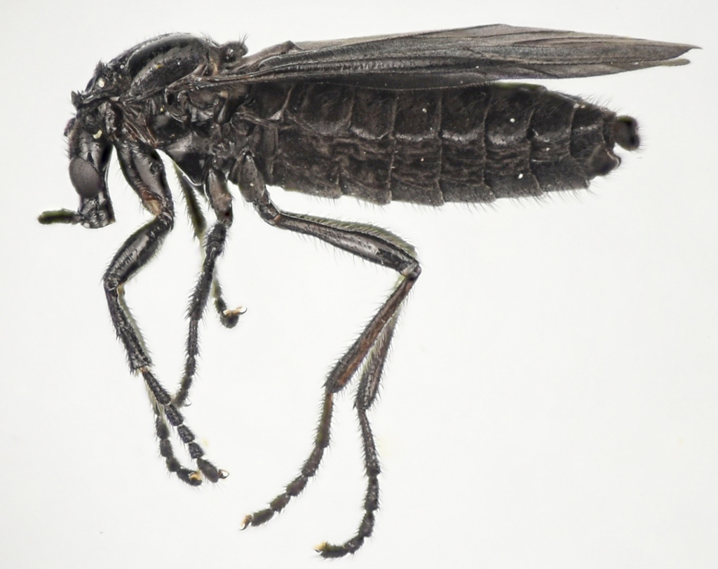 Dilophus orbatus, California species