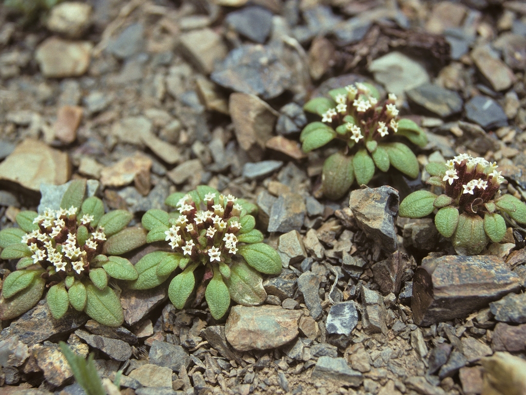 Dimeresia howellii (Doublet), native California herb