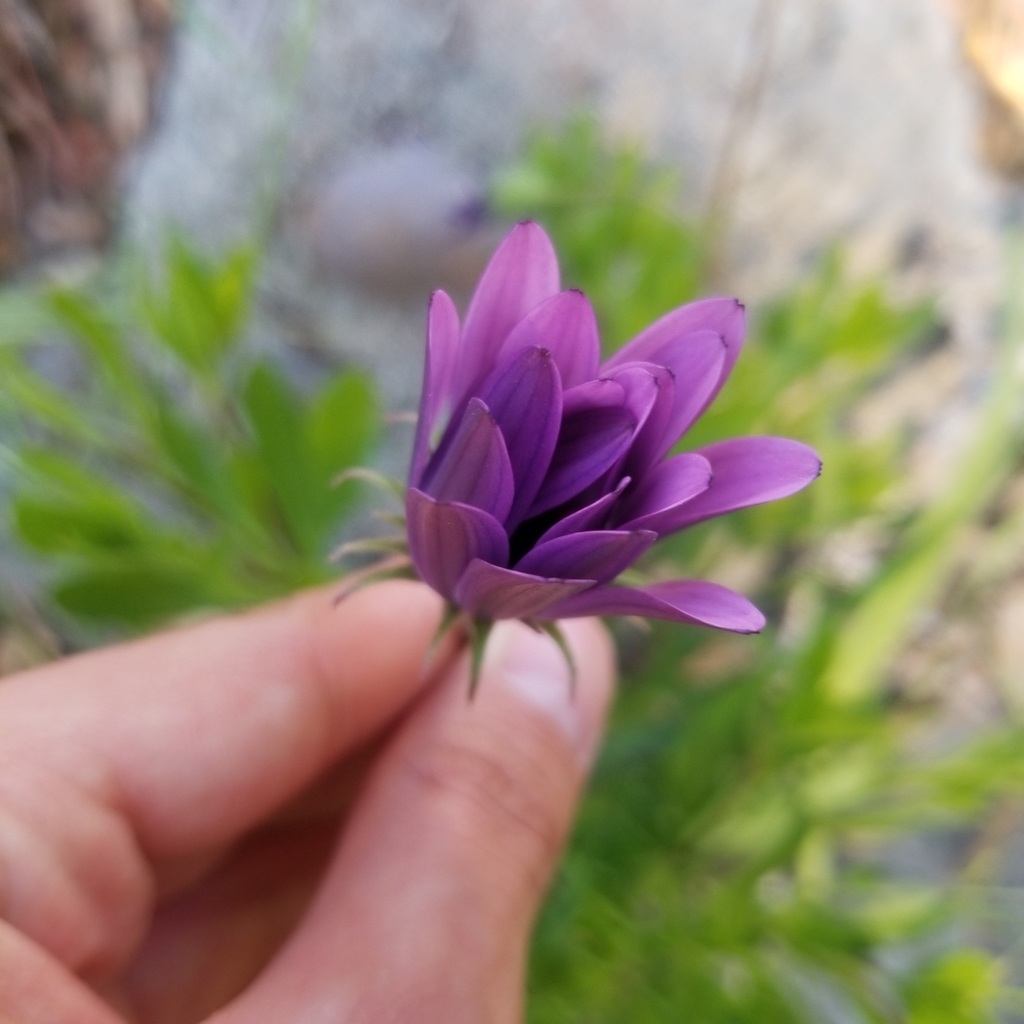 Dimorphotheca ecklonis (Blue & white daisybush), non-native California subshrub