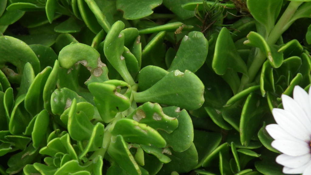 Dimorphotheca fruticosa (Trailing african daisy), non-native California herb
