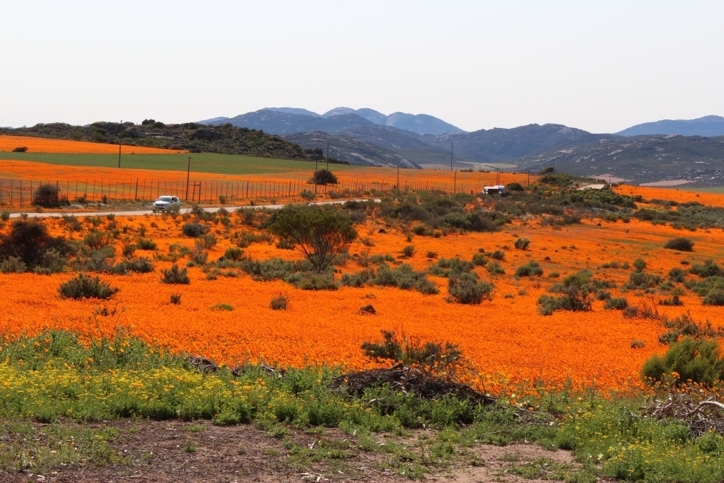 Dimorphotheca sinuata (Namaqualand daisy), non-native California herb