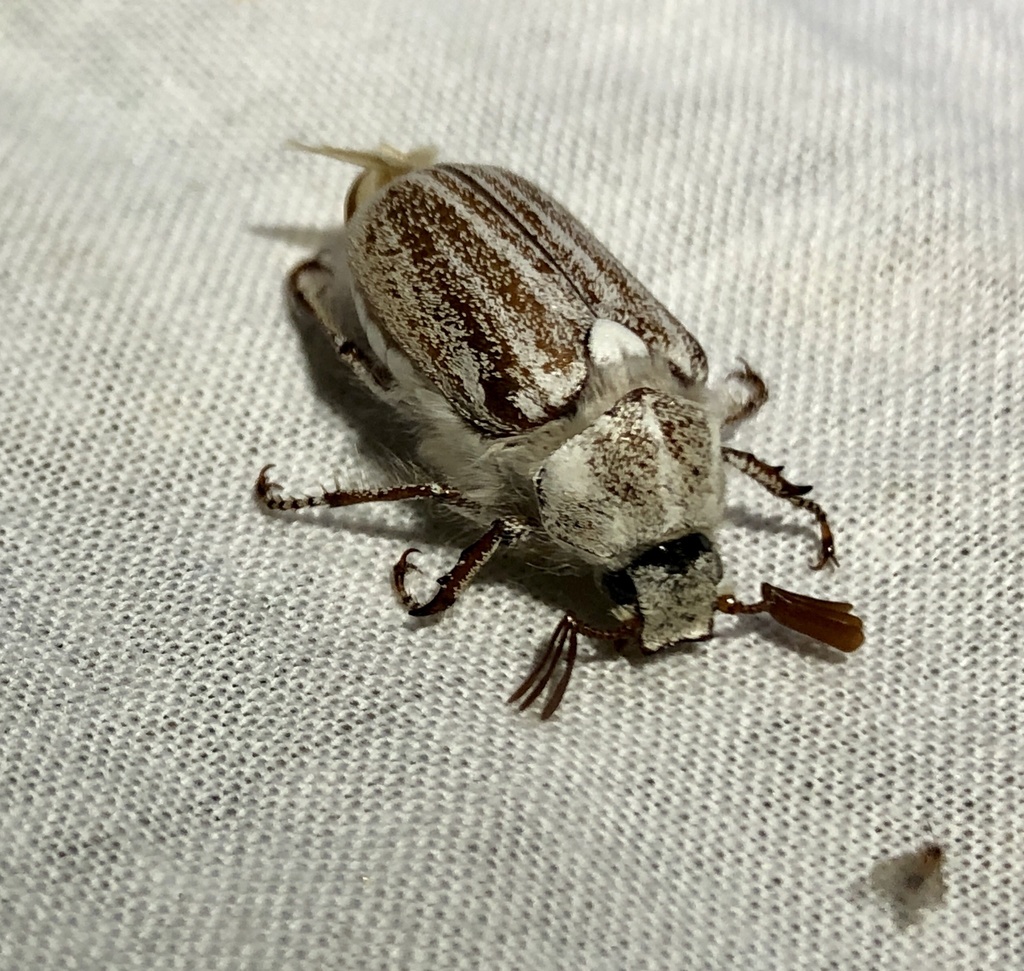 Dinacoma caseyi (Casey’s June beetle), California species