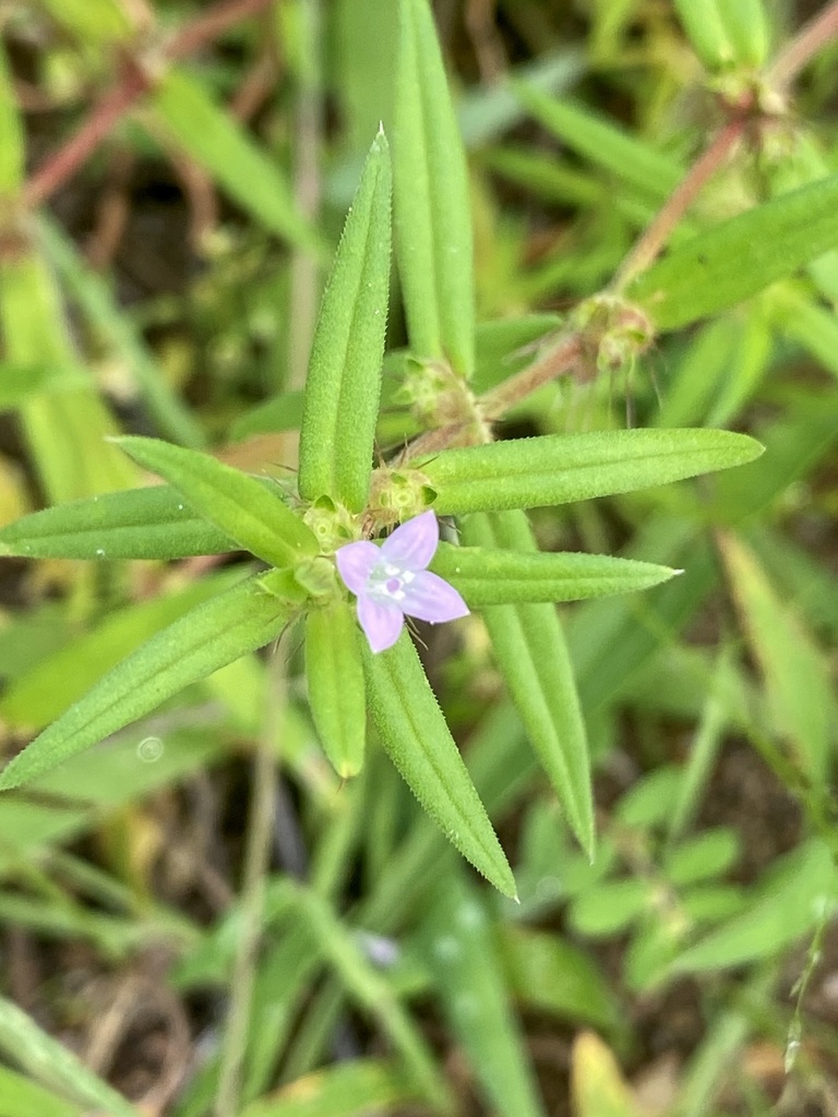 Diodia teres (Rough buttonweed), native California herb