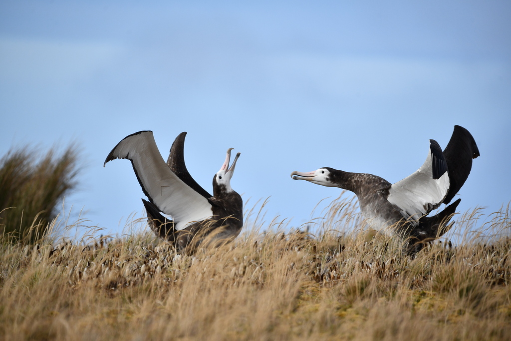Diomedea exulans (Wandering Albatross), California species