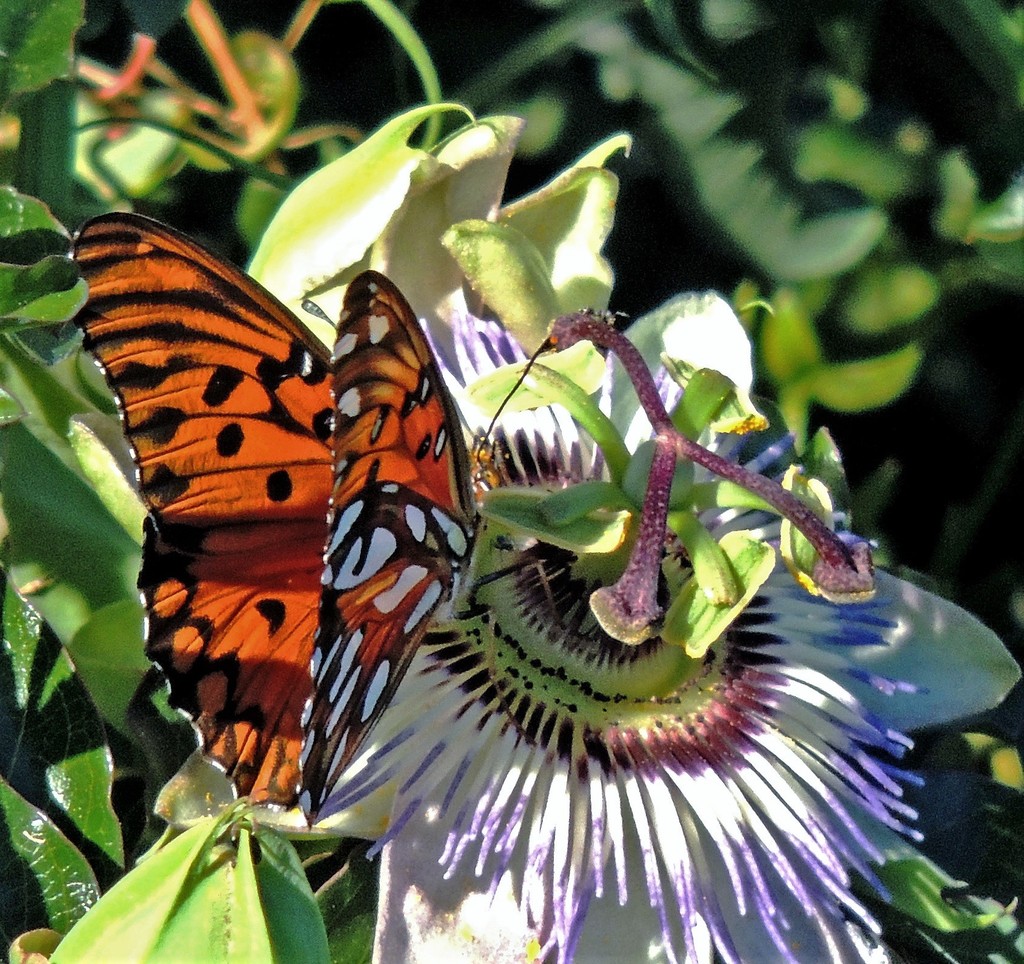 Dione vanillae (Gulf Fritillary), California species