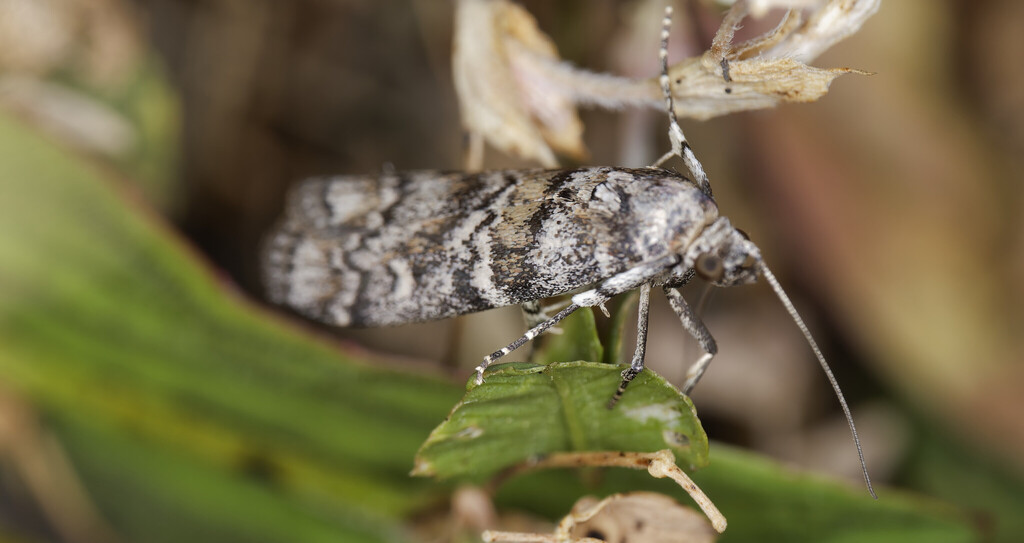 Dioryctria ponderosae, California species