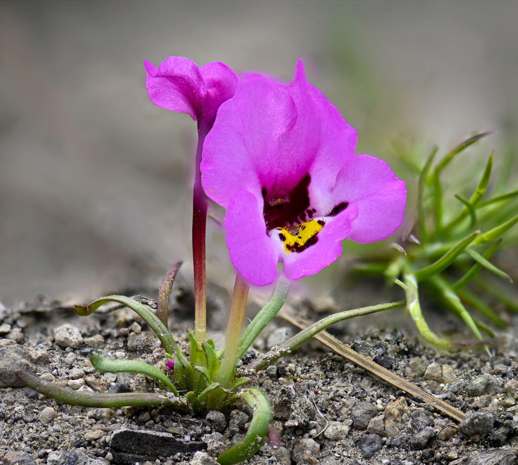 Diplacus angustatus (Purplelip pansy monkeyflower), native California herb