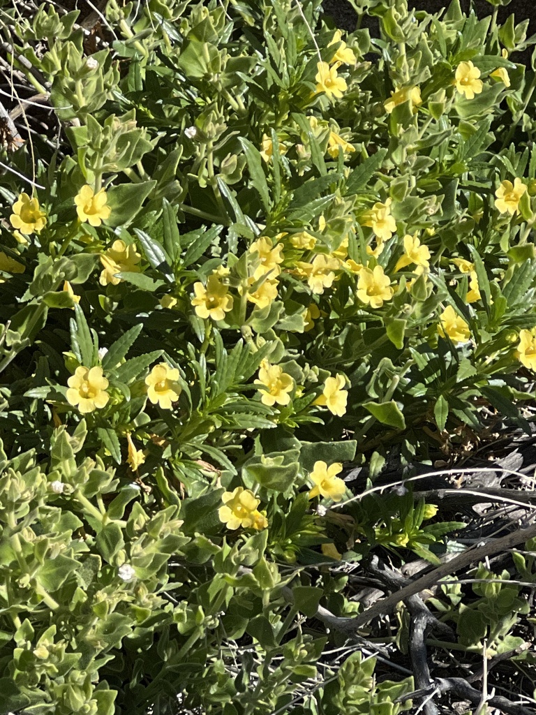 Diplacus aridus (Low bush monkeyflower), native California shrub