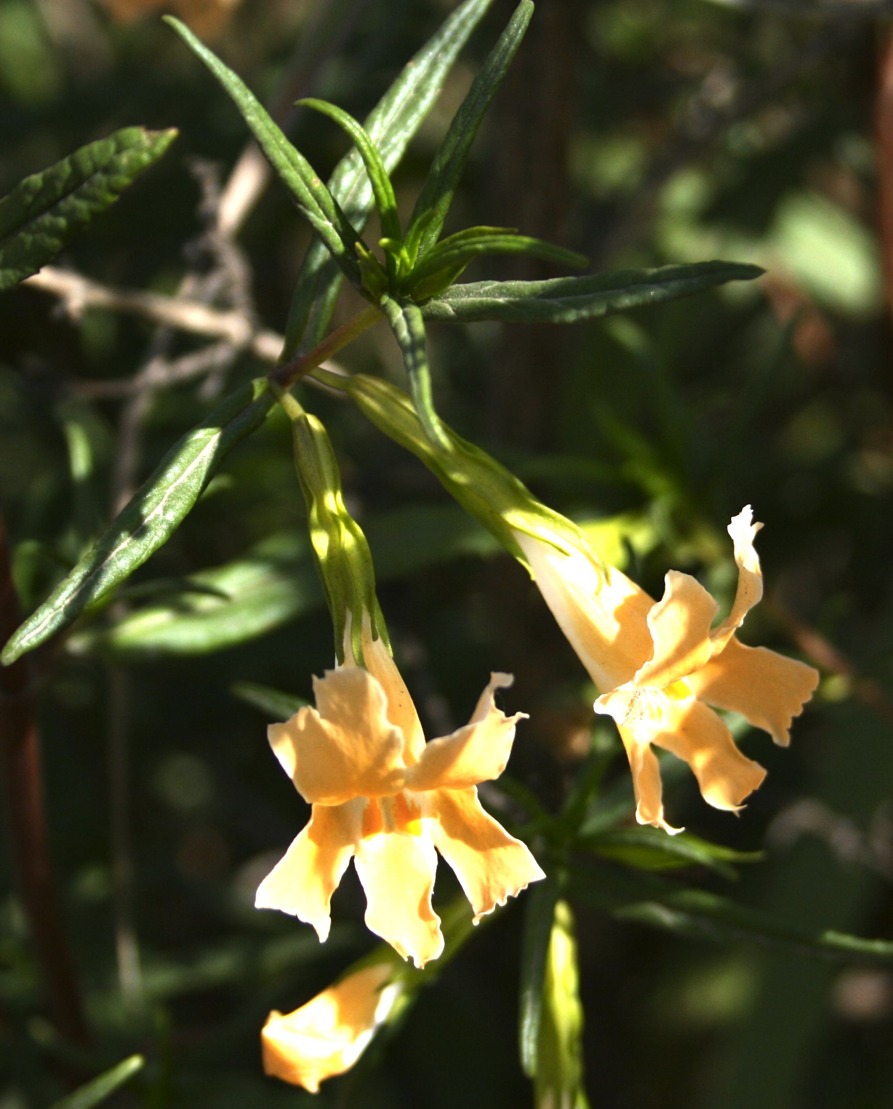 Diplacus aurantiacus (Orange bush monkeyflower), native California shrub