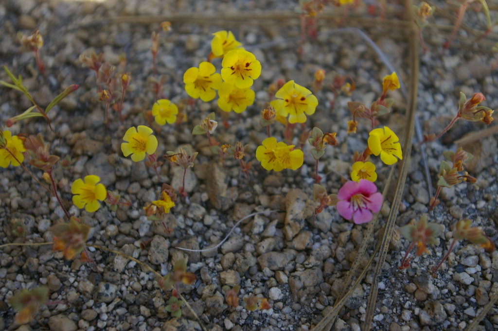 Diplacus bicolor (Harlequin monkeyflower), native California herb