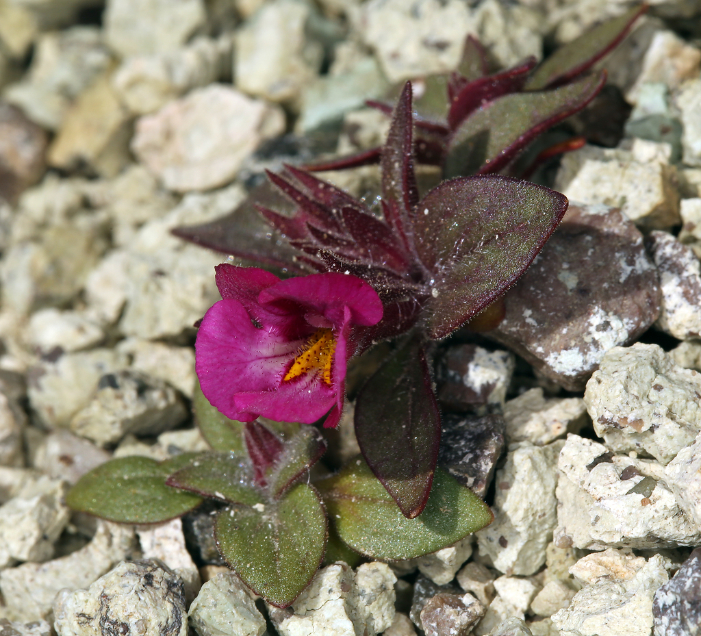 Diplacus bigelovii — parent species of Diplacus bigelovii var. bigelovii