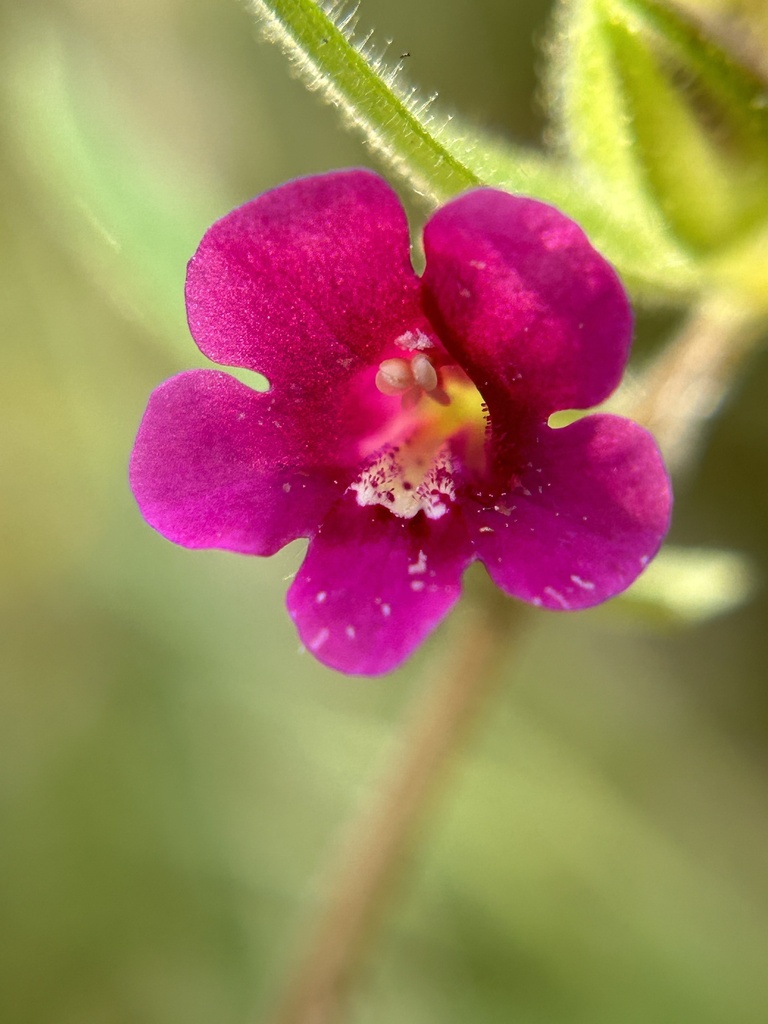 Diplacus bolanderi (Bolander's monkeyflower), native California annual