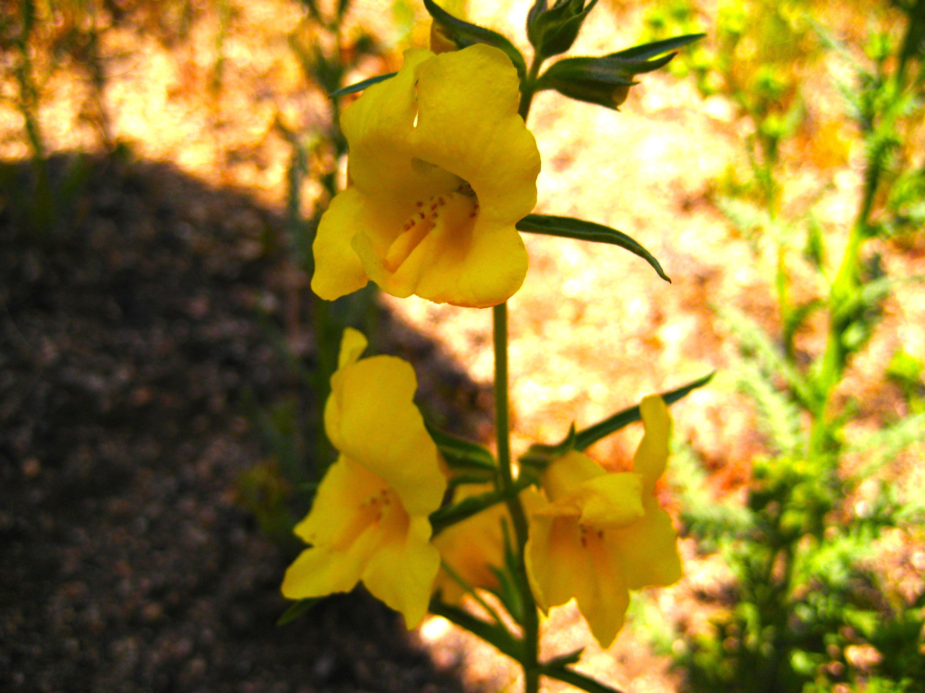 Diplacus brevipes (Wide-throat yellow monkeyflower), native California herb