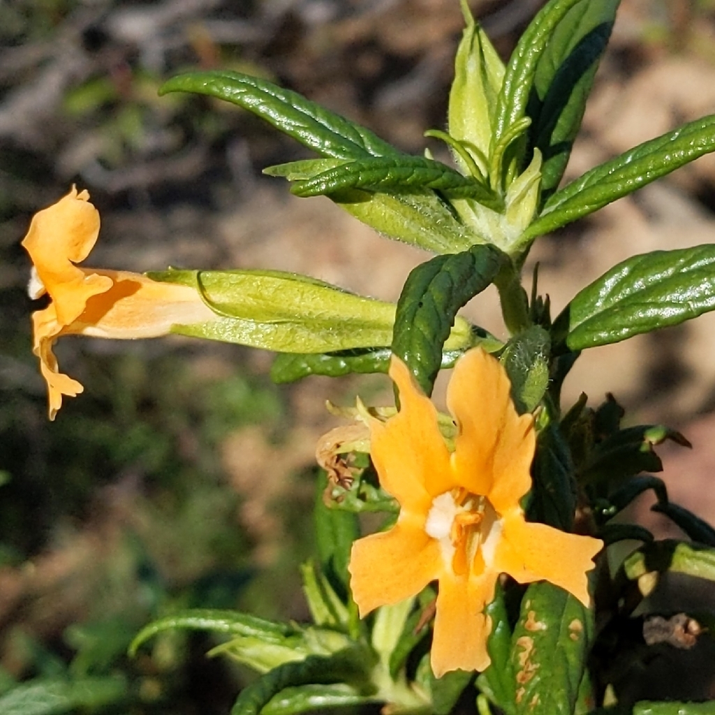 Diplacus calycinus (Rock bush monkeyflower), native California shrub