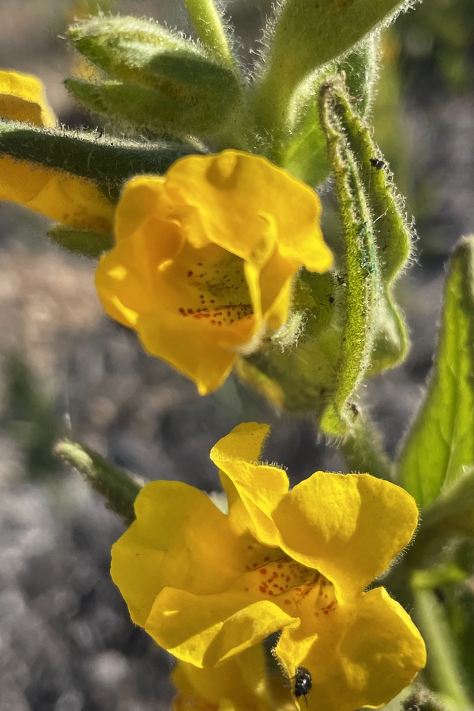 Diplacus clevelandii (Cleveland's bush monkeyflower), native California subshrub