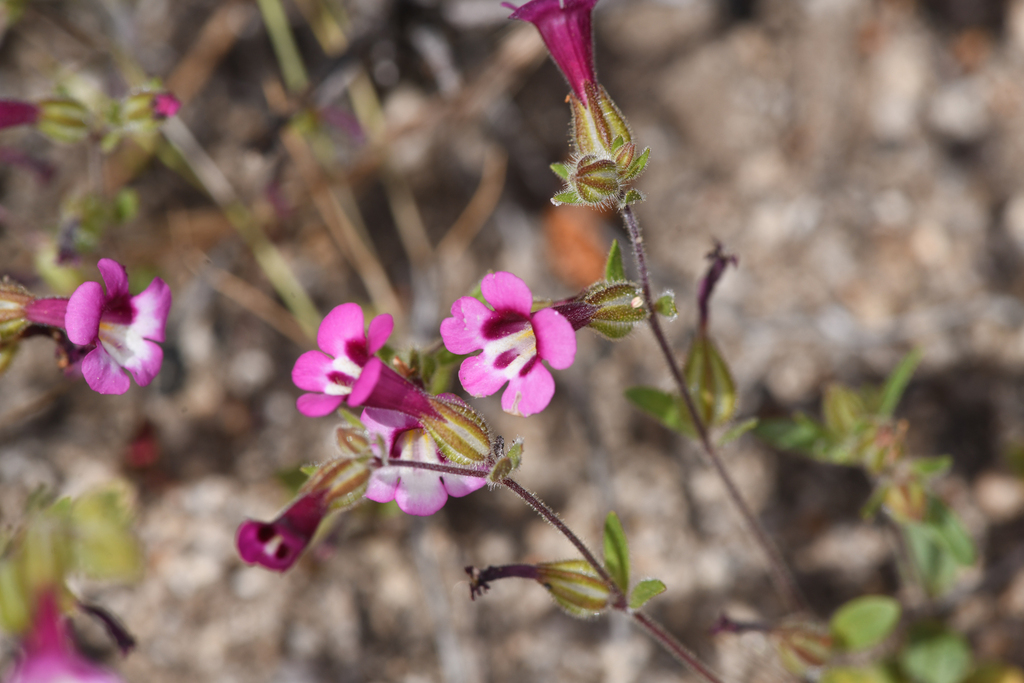 Diplacus compactus (Compact monkeyflower), native California annual