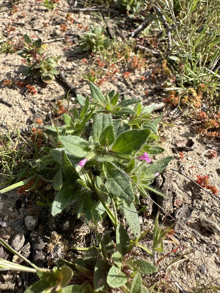 Diplacus congdonii (Congdon's monkeyflower), native California herb