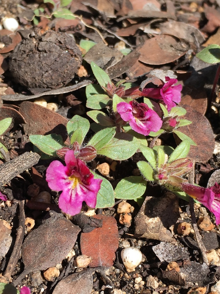 Diplacus constrictus (Dense-fruited monkeyflower), native California annual