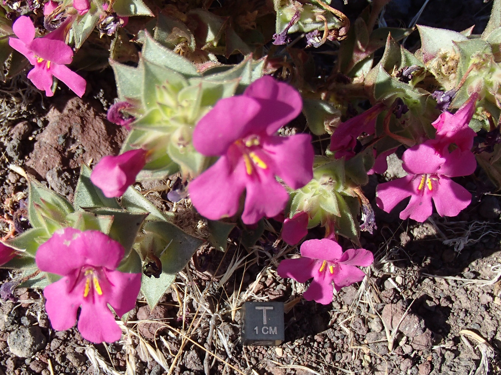 Diplacus cusickioides (Cusick's monkeyflower), native California annual