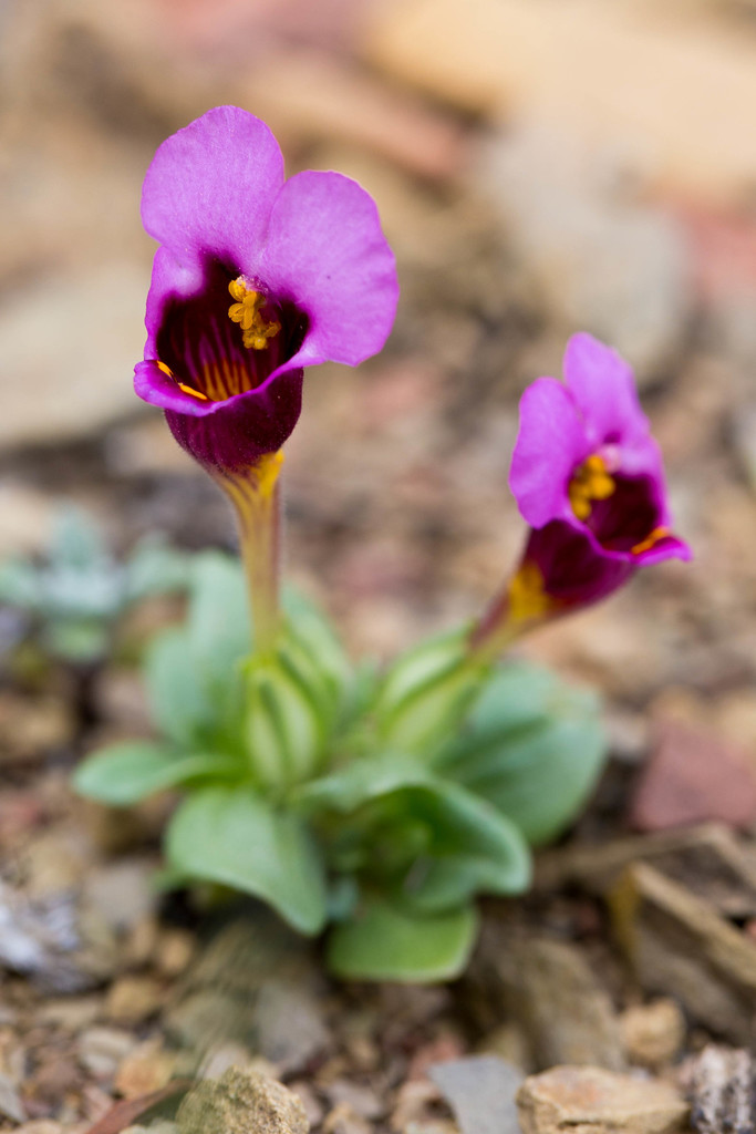 Diplacus douglasii (Purple mouse ears), native California herb