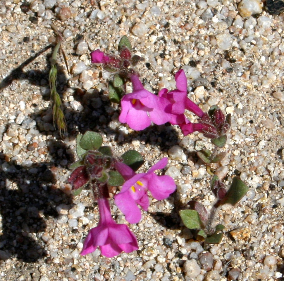 Diplacus fremontii (One sided monkeyflower), native California annual