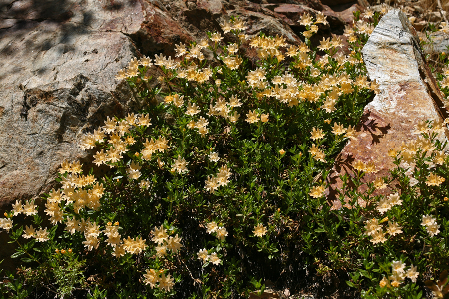 Diplacus grandiflorus (Sticky monkeyflower), native California shrub