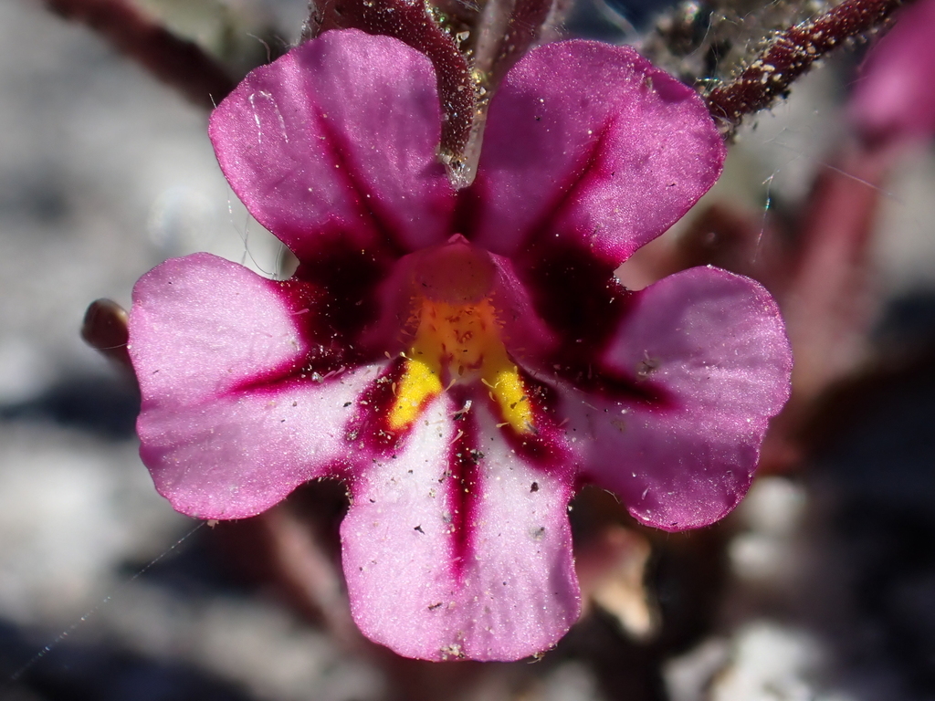 Diplacus graniticola (Granite-crack monkeyflower), native California annual