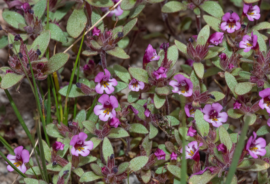 Diplacus jepsonii (Jepson's monkeyflower), native California annual
