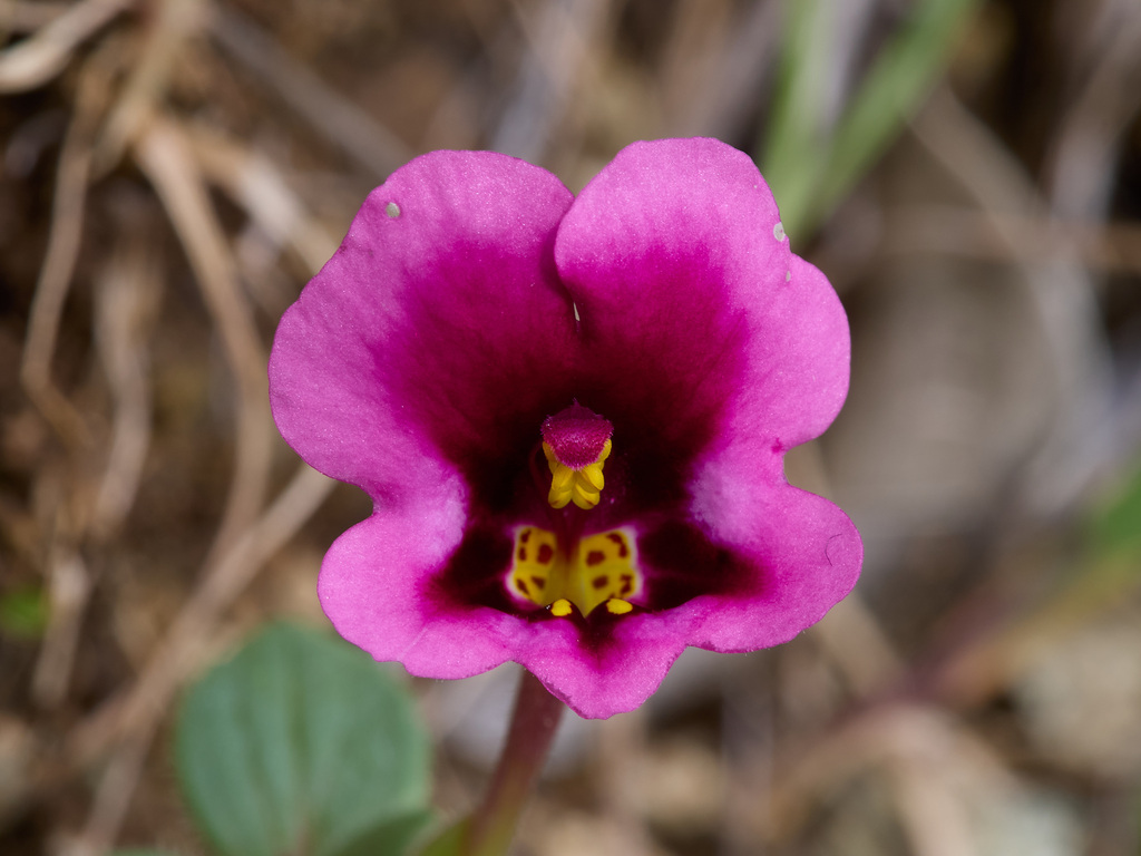 Diplacus kelloggii (Kellogg's monkeyflower), native California herb
