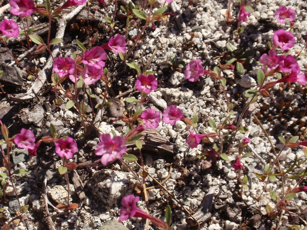 Diplacus layneae (Layne's monkeyflower), native California annual