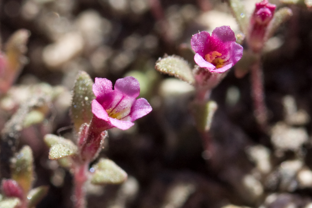 Diplacus leptaleus (Least flowered monkeyflower), native California herb