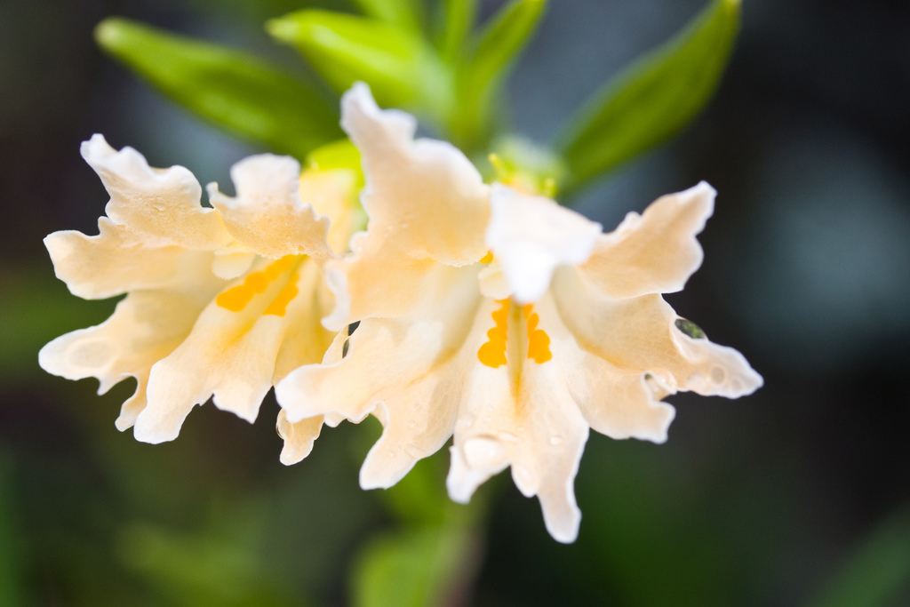 Diplacus linearis (Monterey monkeyflower), native California shrub