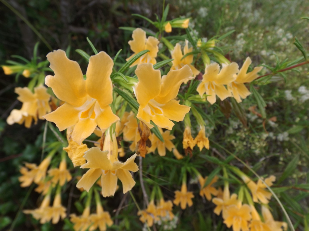 Diplacus australis, native California shrub
