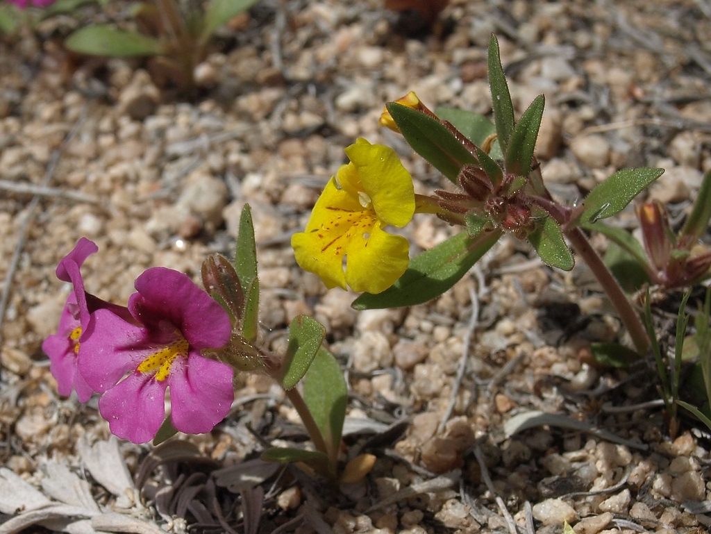 Diplacus mephiticus (Skunky monkeyflower), native California annual