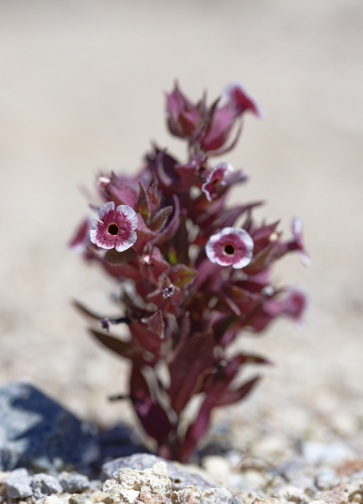 Diplacus mohavensis (Mojave monkeyflower), native California herb
