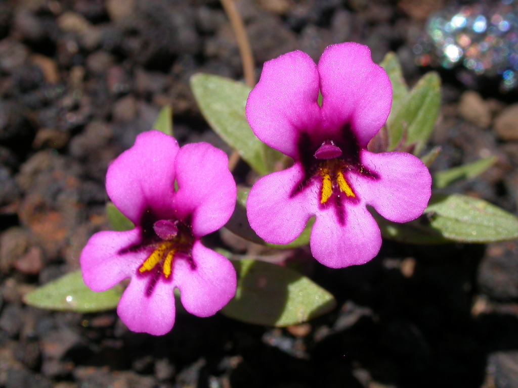 Diplacus nanus (Dwarf monkeyflower), native California herb
