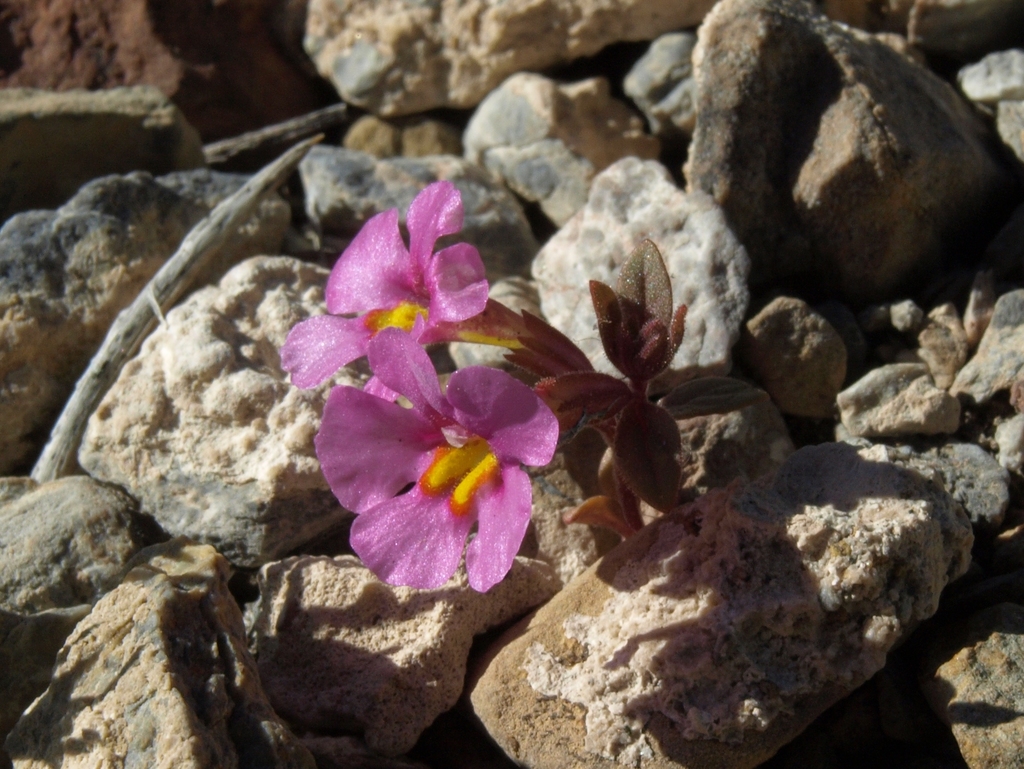 Diplacus parryi (Parry's monkeyflower), native California herb