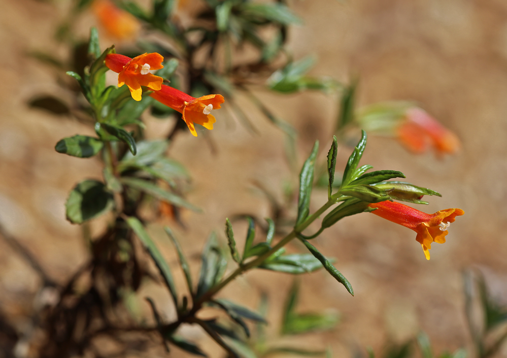 Diplacus parviflorus (Island bush monkeyflower), native California shrub