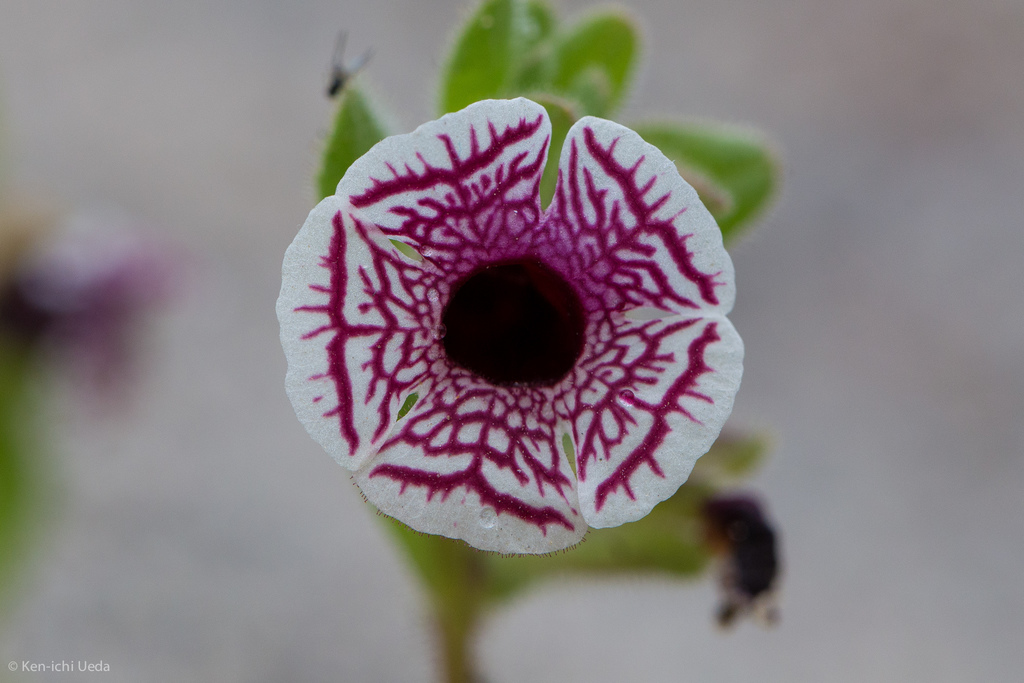 Diplacus pictus (Calico monkeyflower), native California herb