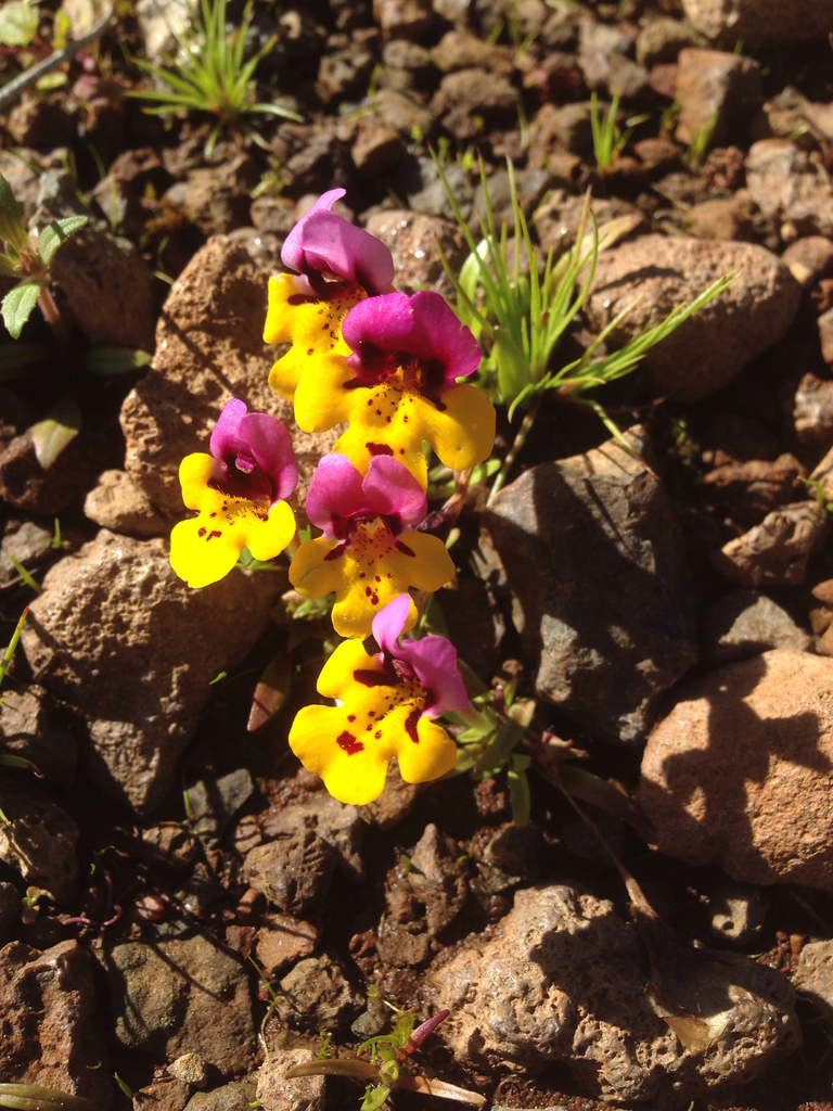 Diplacus pulchellus (Yellow-lip pansy monkeyflower), native California herb