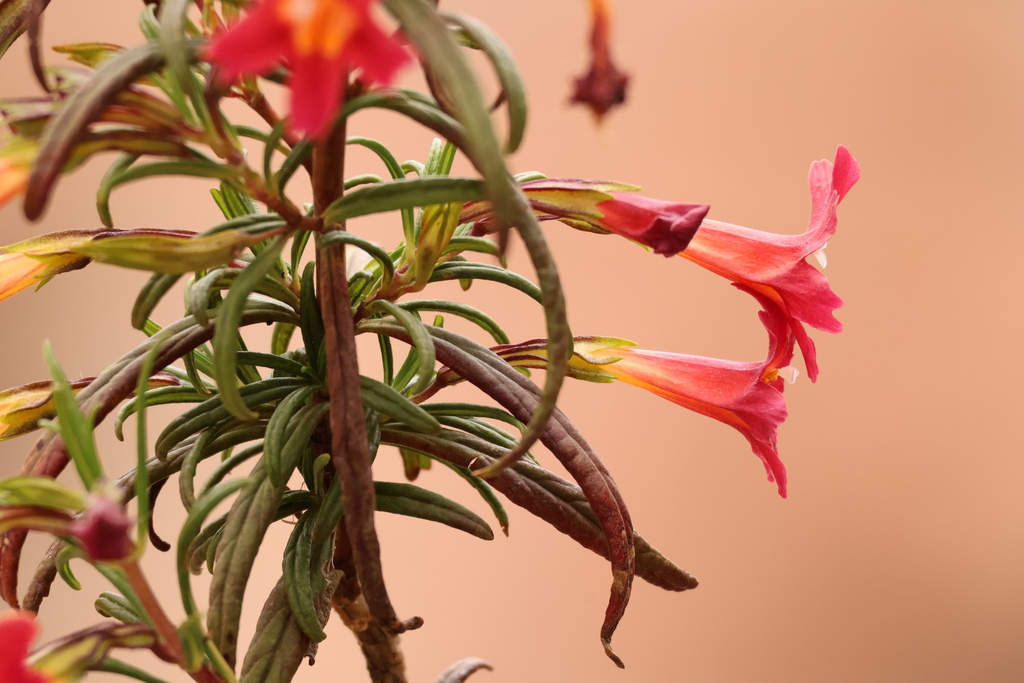 Diplacus puniceus (Red bush monkeyflower), native California shrub