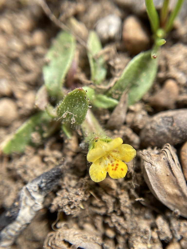 Diplacus pygmaeus (Egg lake monkeyflower), native California herb
