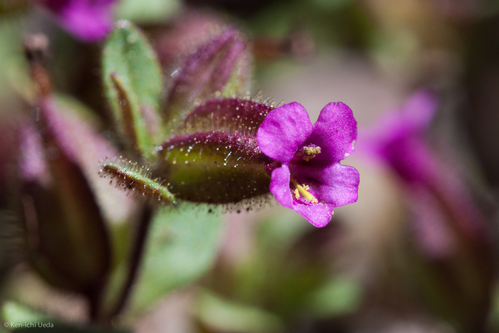 Diplacus rattanii (Rattan's monkeyflower), native California herb