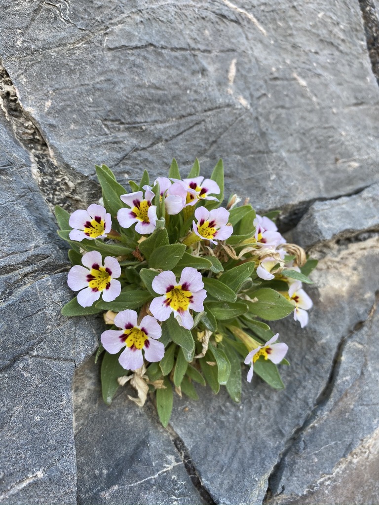 Diplacus rupicola (Death valley monkeyflower), native California herb