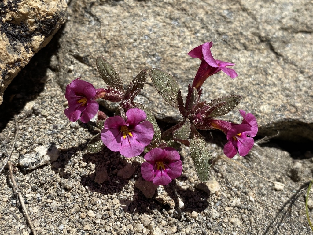 Diplacus thompsonii (Thompson's monkeyflower), native California annual
