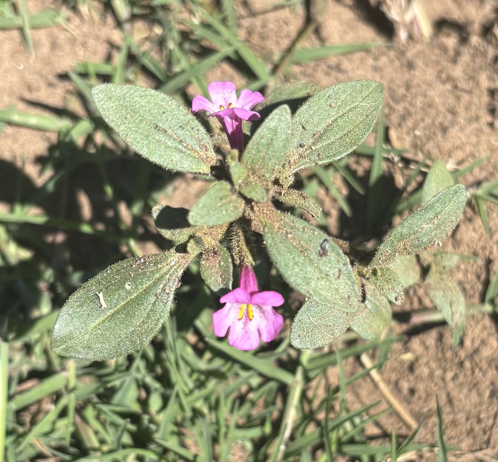 Diplacus torreyi (Torrey's monkeyflower), native California herb
