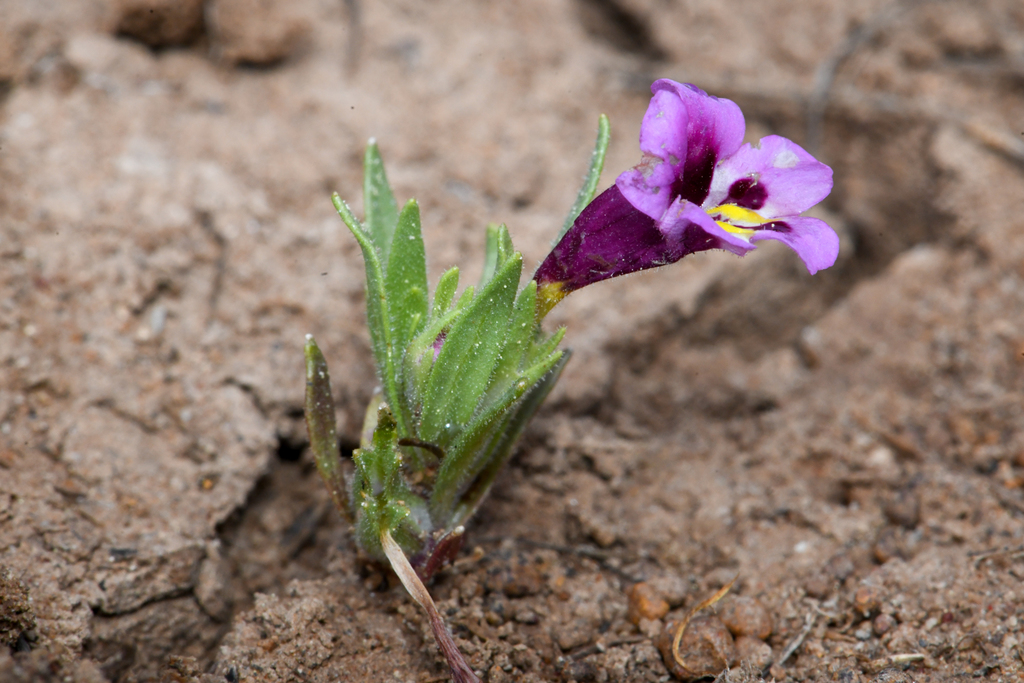 Diplacus tricolor (Tricolor monkeyflower), native California herb