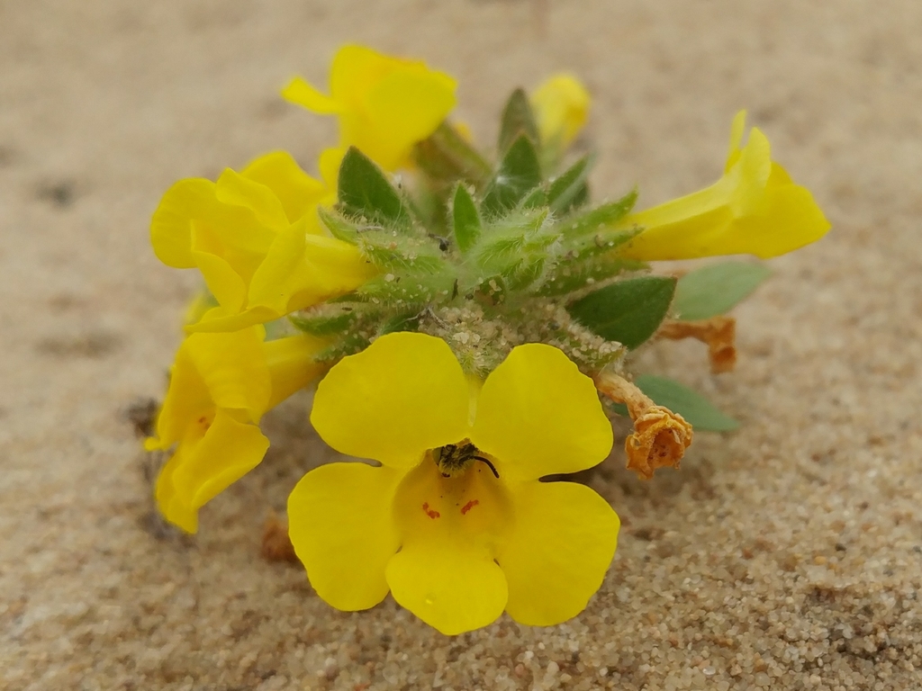 Diplacus vandenbergensis (Vandenberg monkeyflower), native California annual