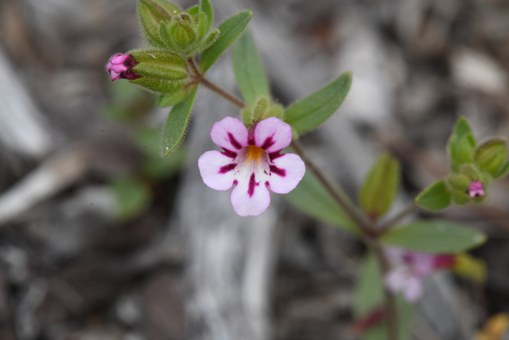 Diplacus viscidus (Viscid monkeyflower), native California herb